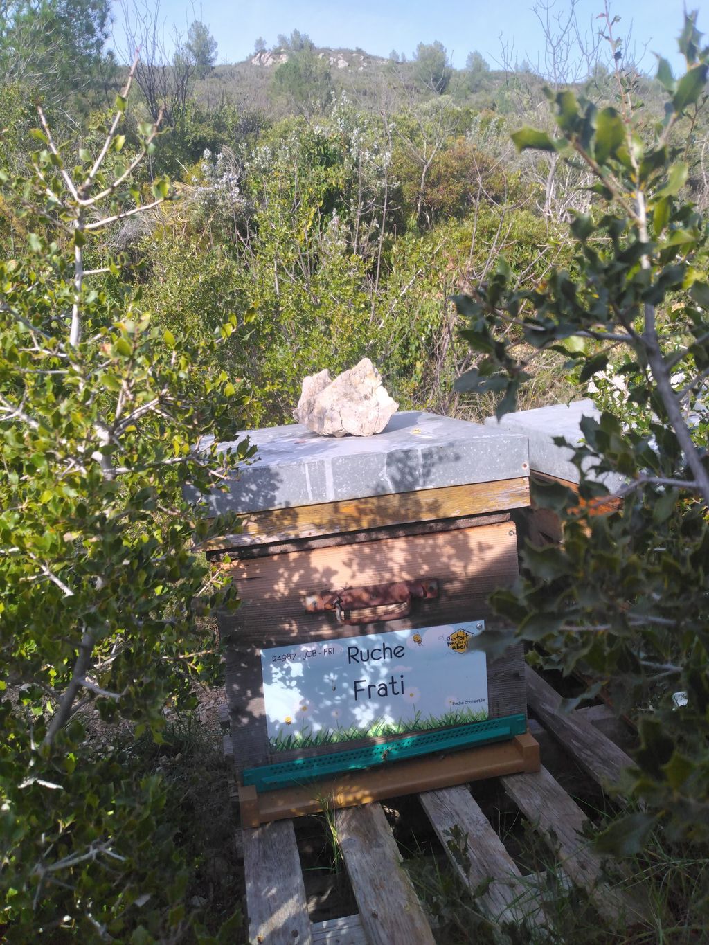 La ruche Frati