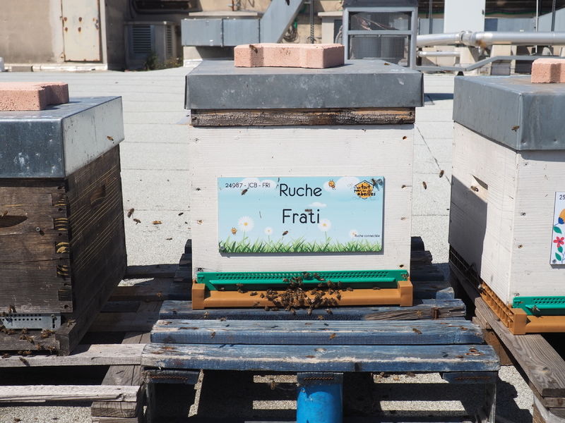 La ruche Frati