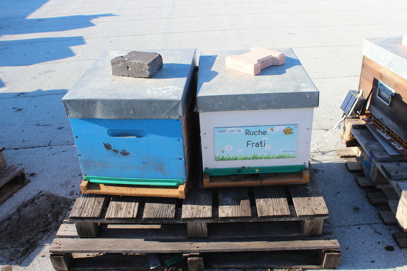 La ruche Frati