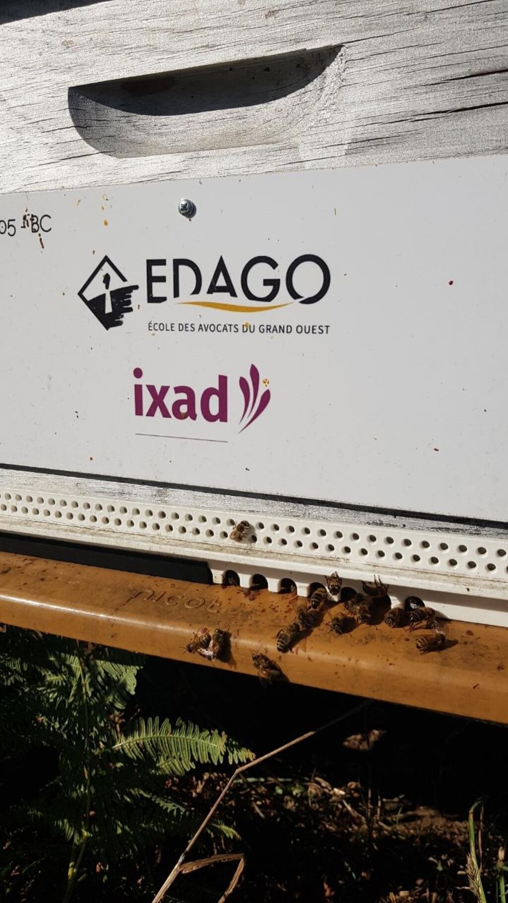La ruche IXAD