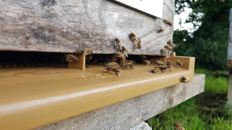 La ruche Club Interflora Bretagne