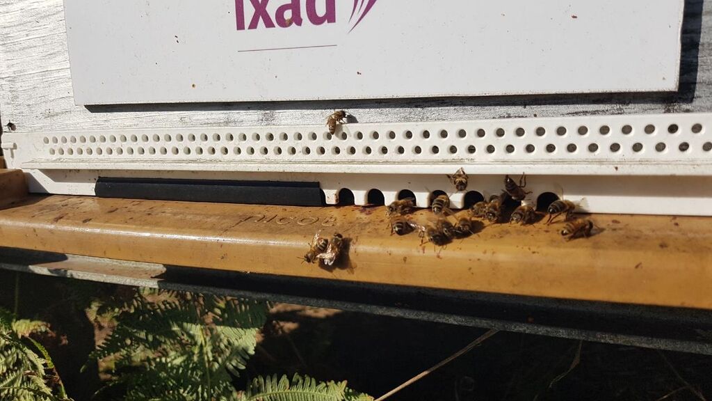 La ruche IXAD