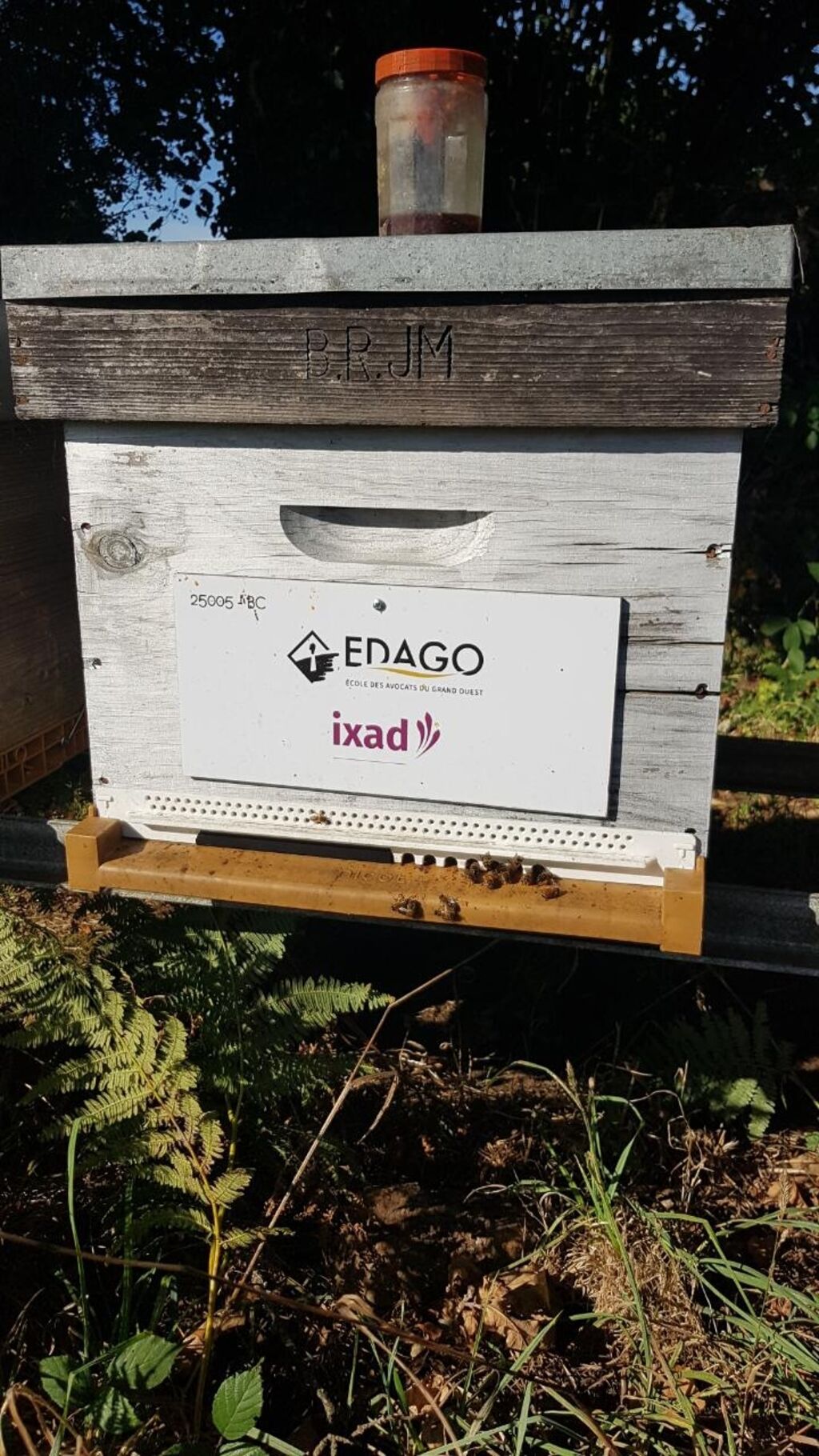 La ruche IXAD