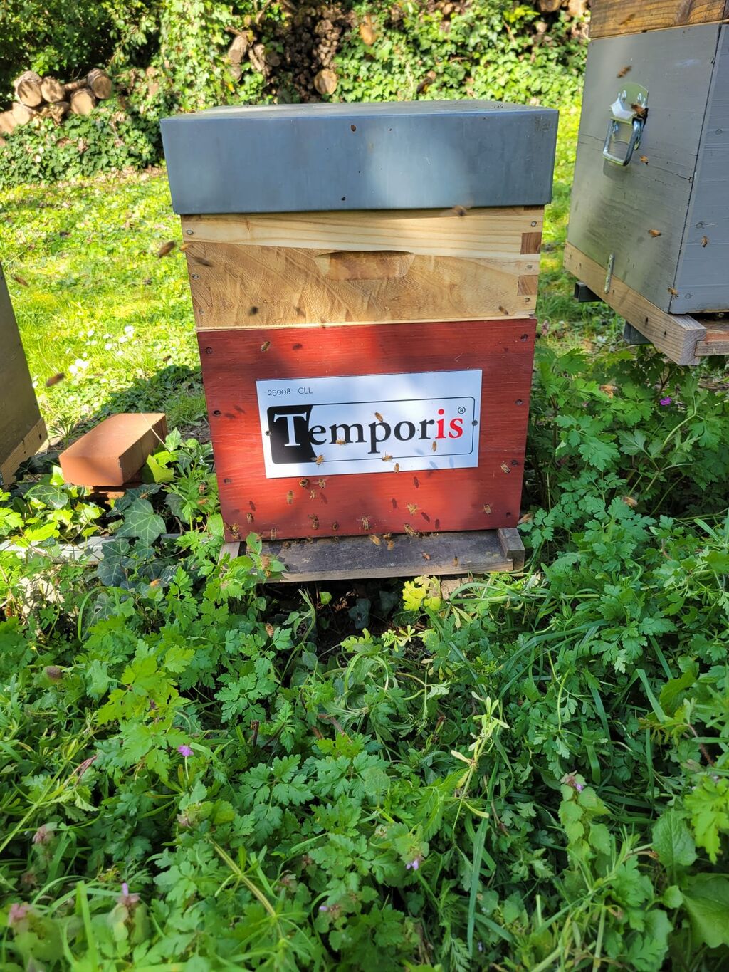 La ruche TEMPORIS ST JEAN D’ANGELY