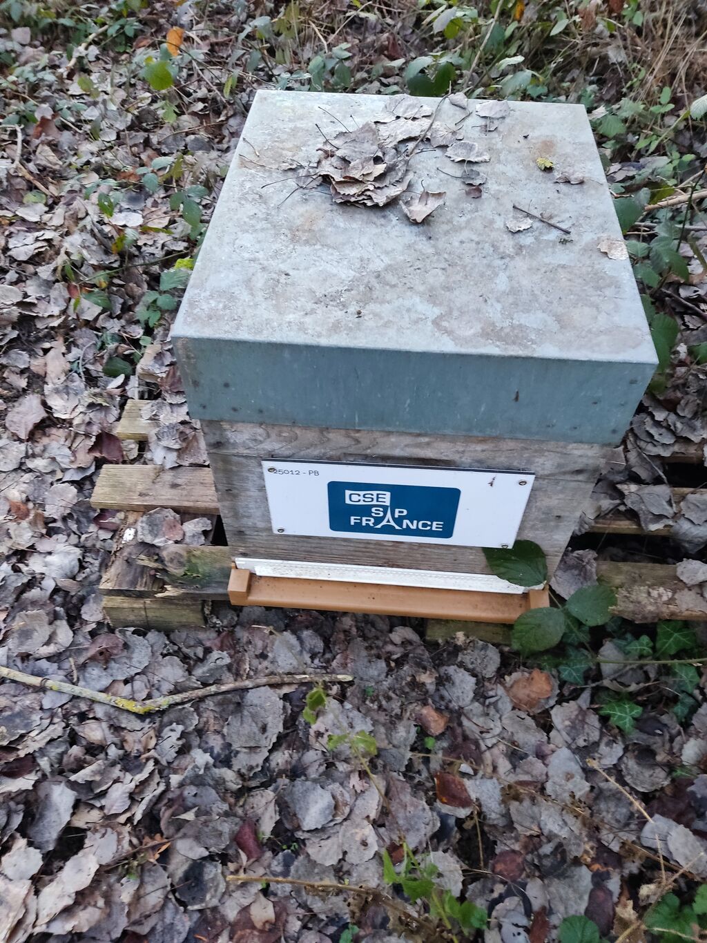 La ruche CSE SAP France