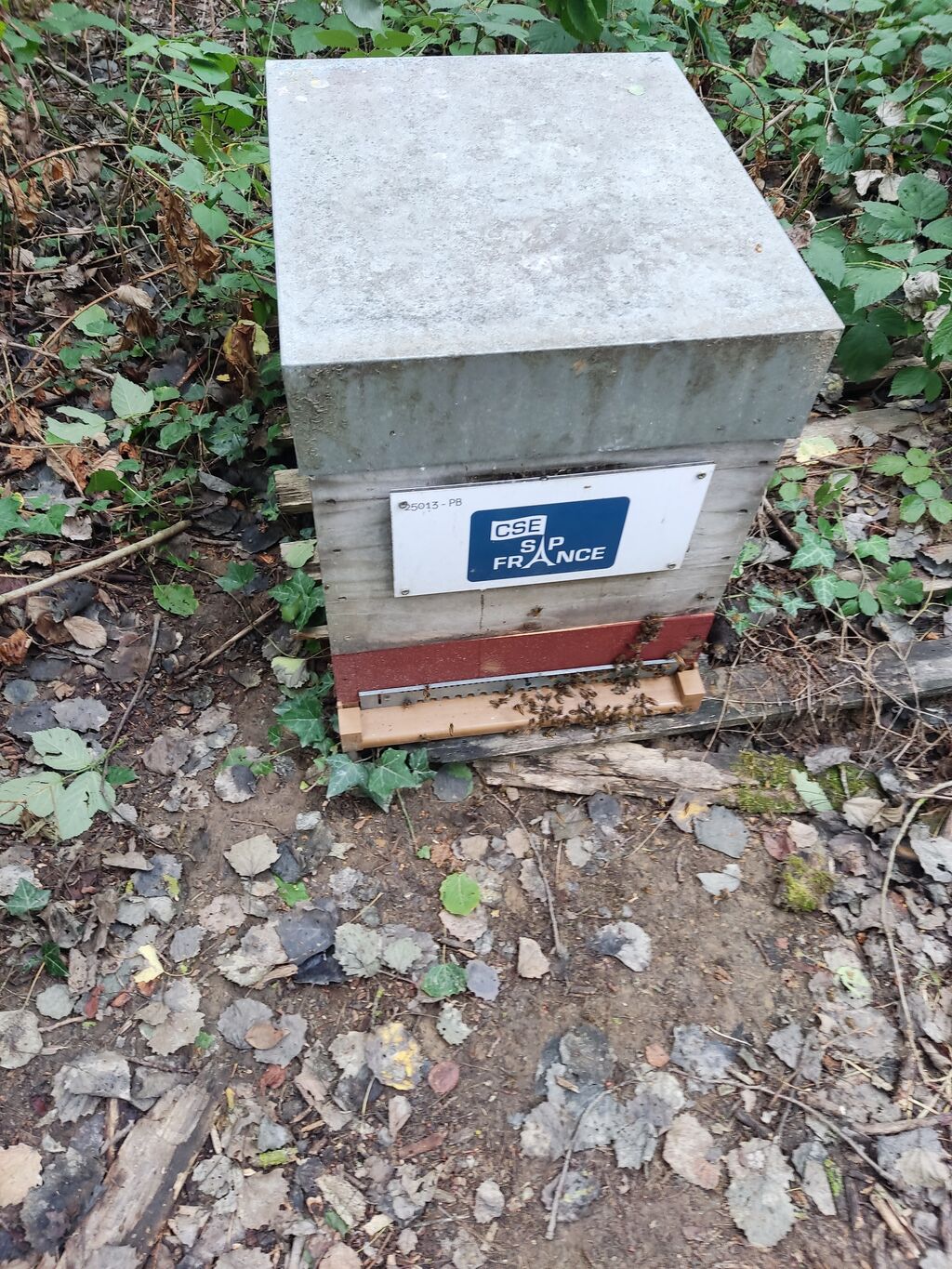 La ruche CSE SAP France