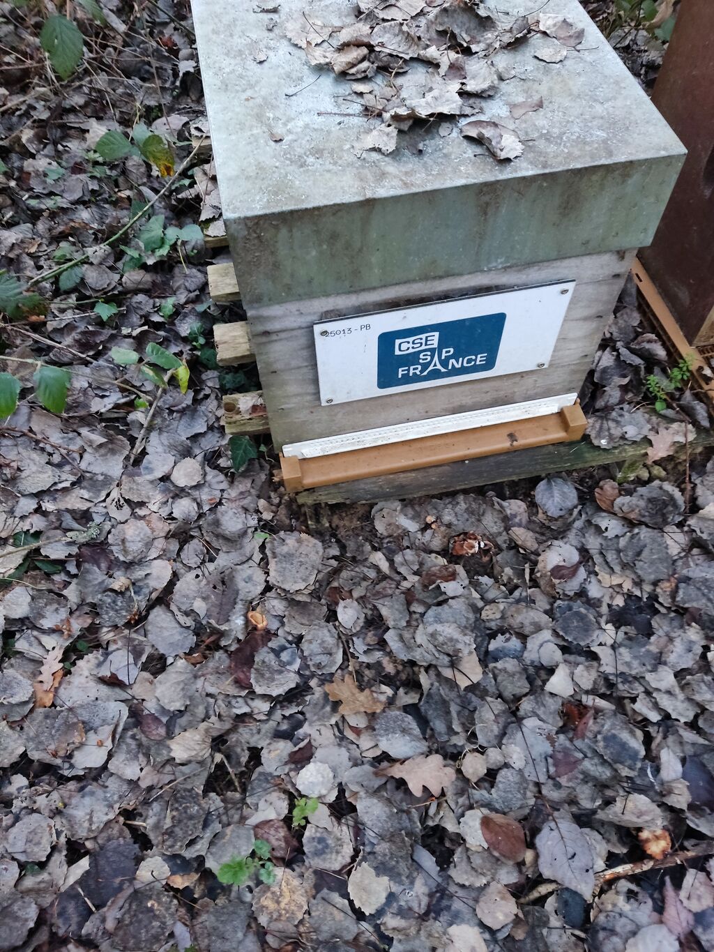 La ruche CSE SAP France