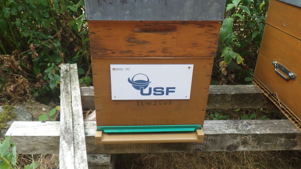 La ruche USF