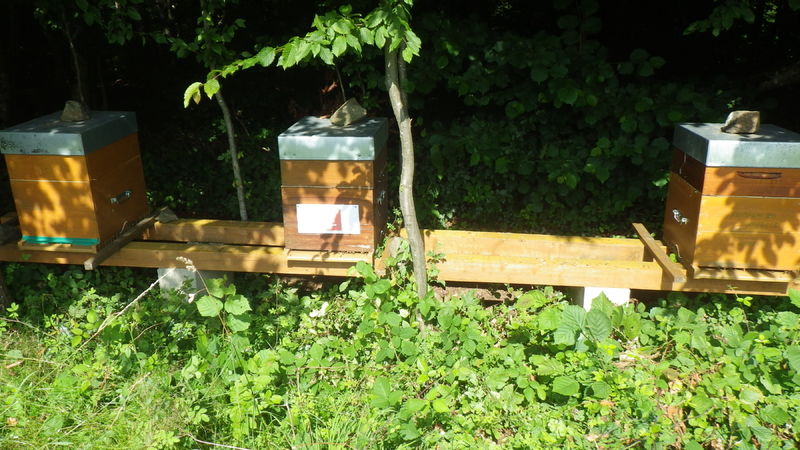 La ruche Alice Délice Reims