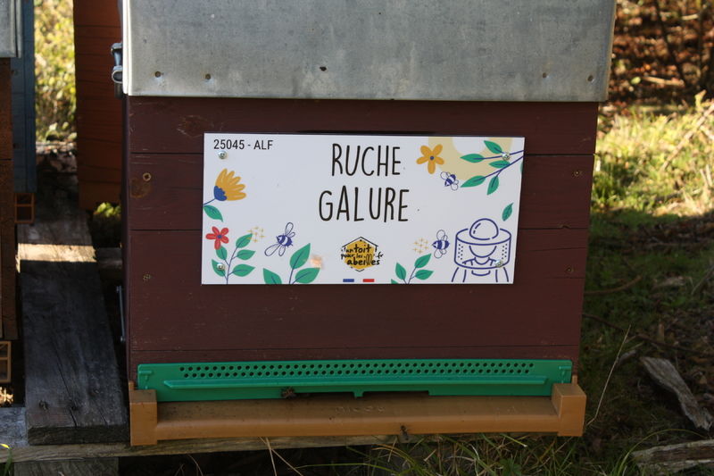 La ruche Galure