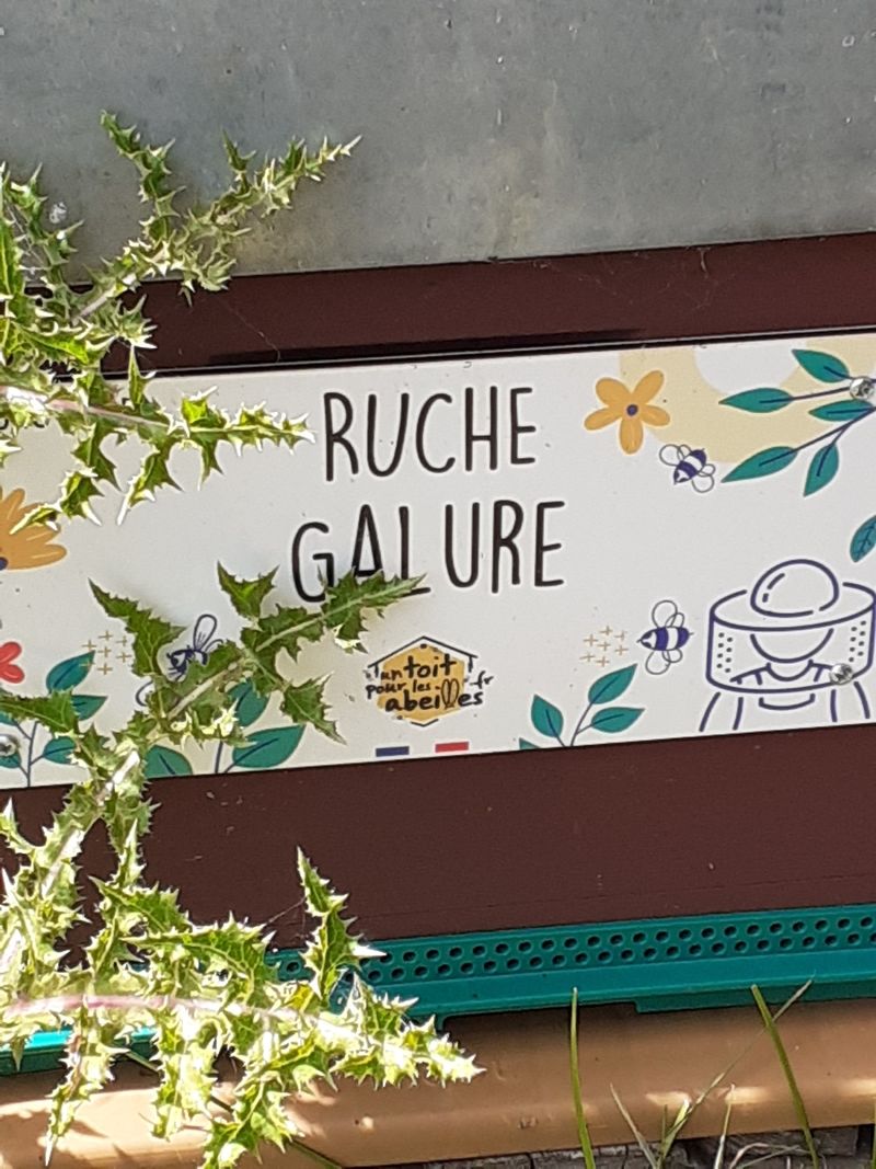 La ruche Galure