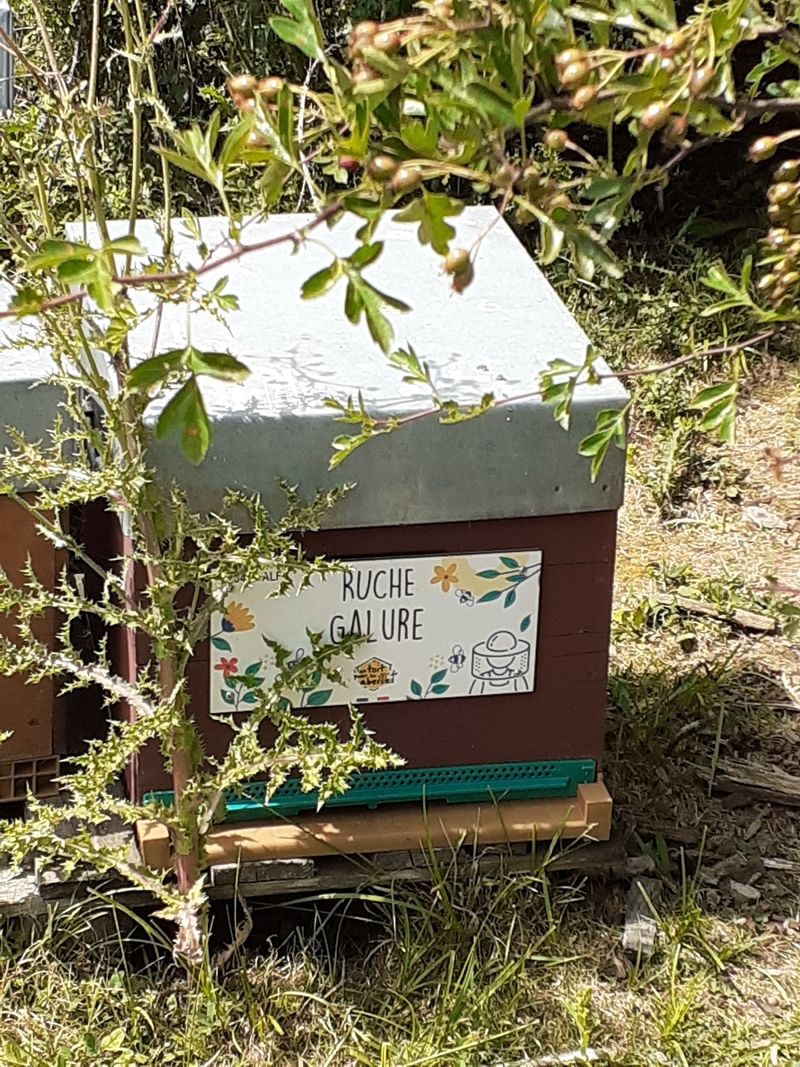 La ruche Galure