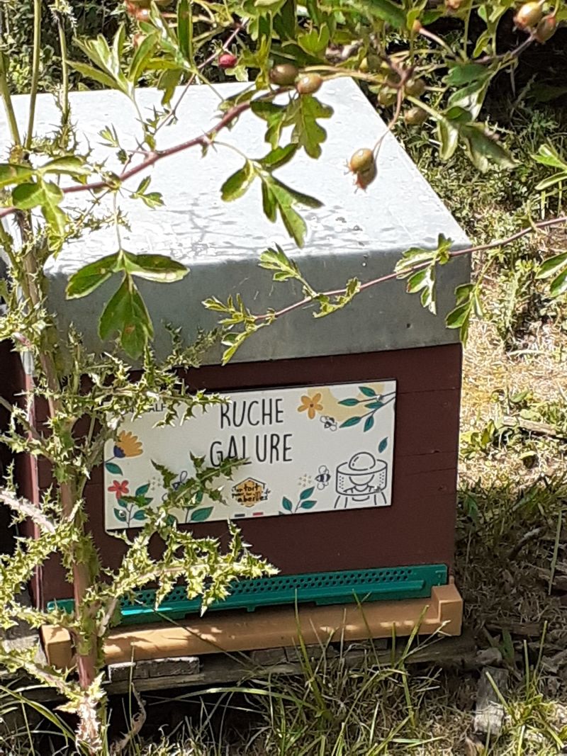 La ruche Galure
