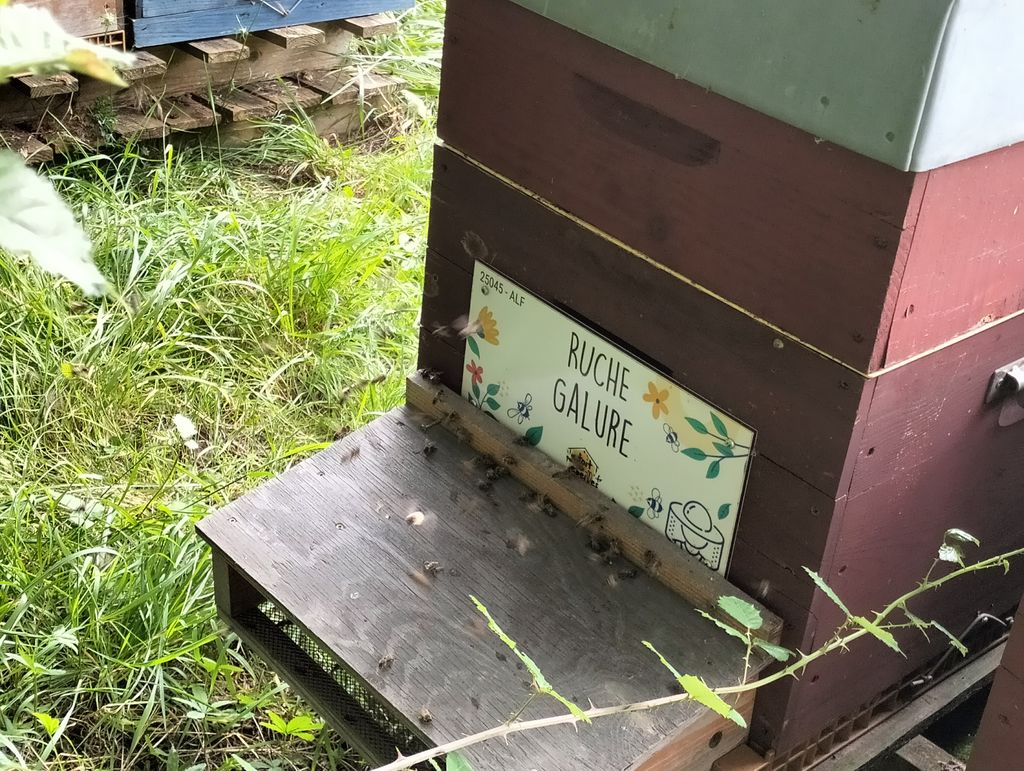 La ruche Galure
