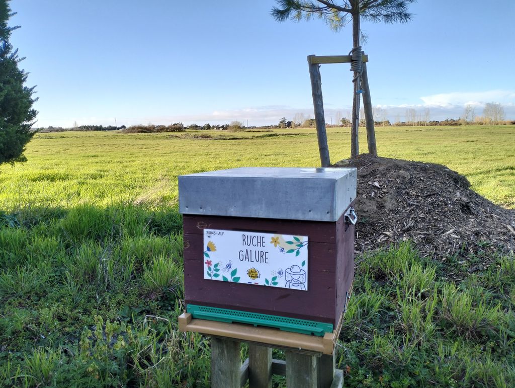 La ruche Galure