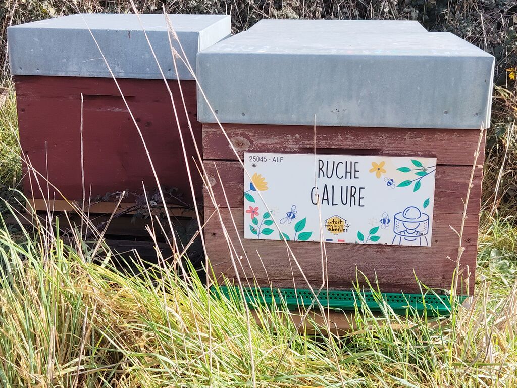 La ruche Galure