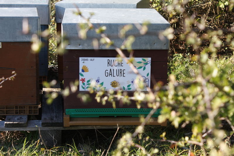 La ruche Galure