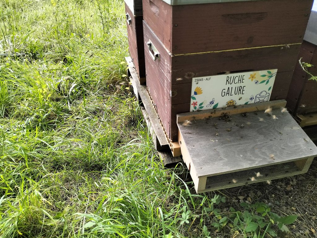 La ruche Galure