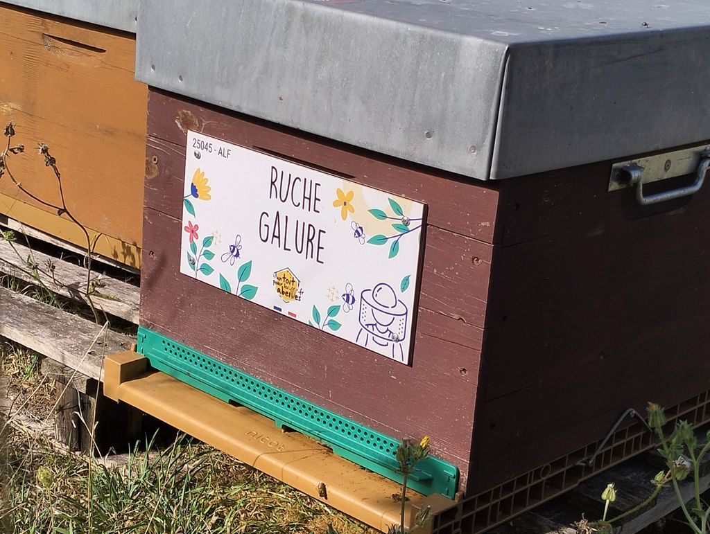 La ruche Galure