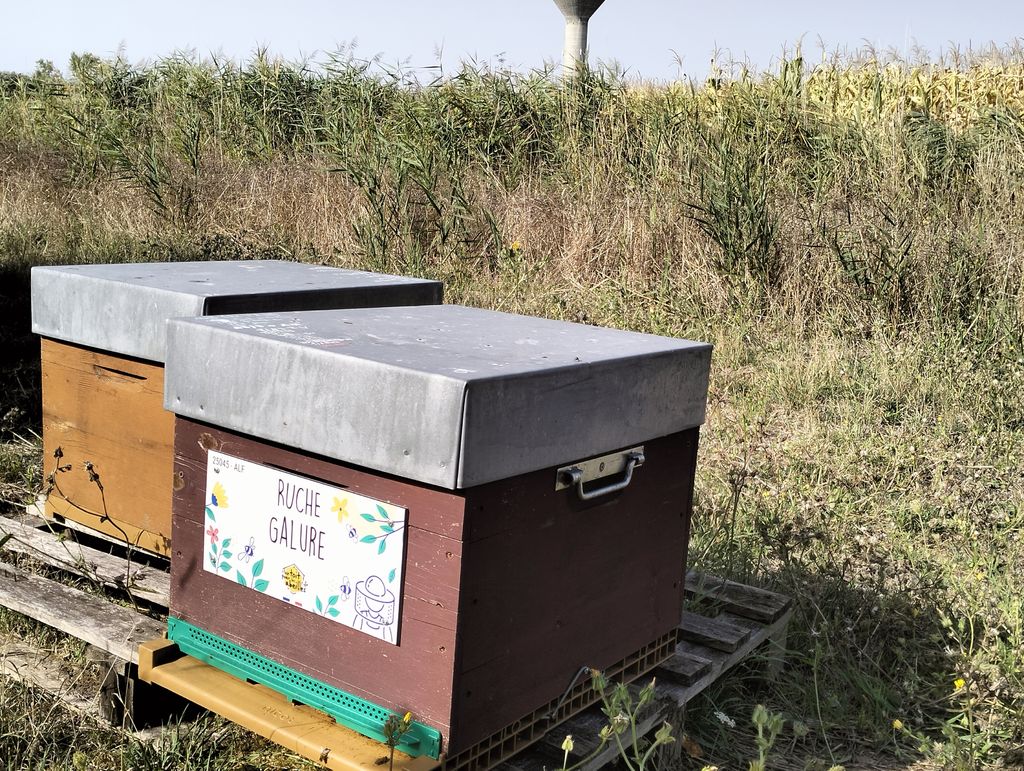 La ruche Galure