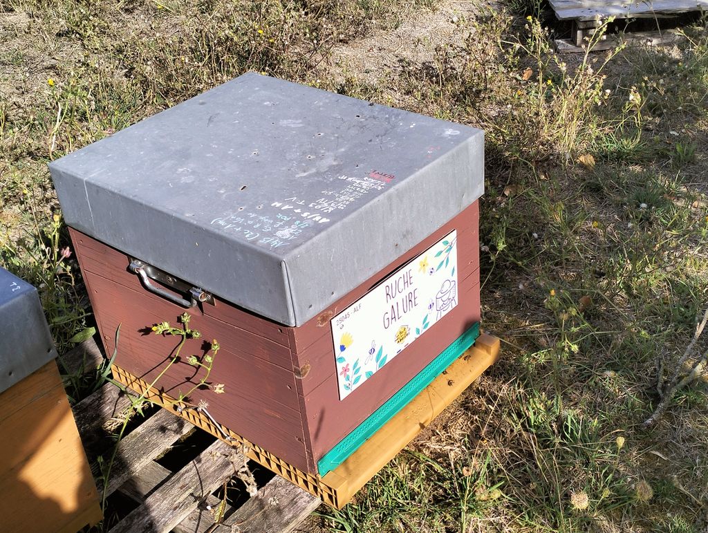 La ruche Galure
