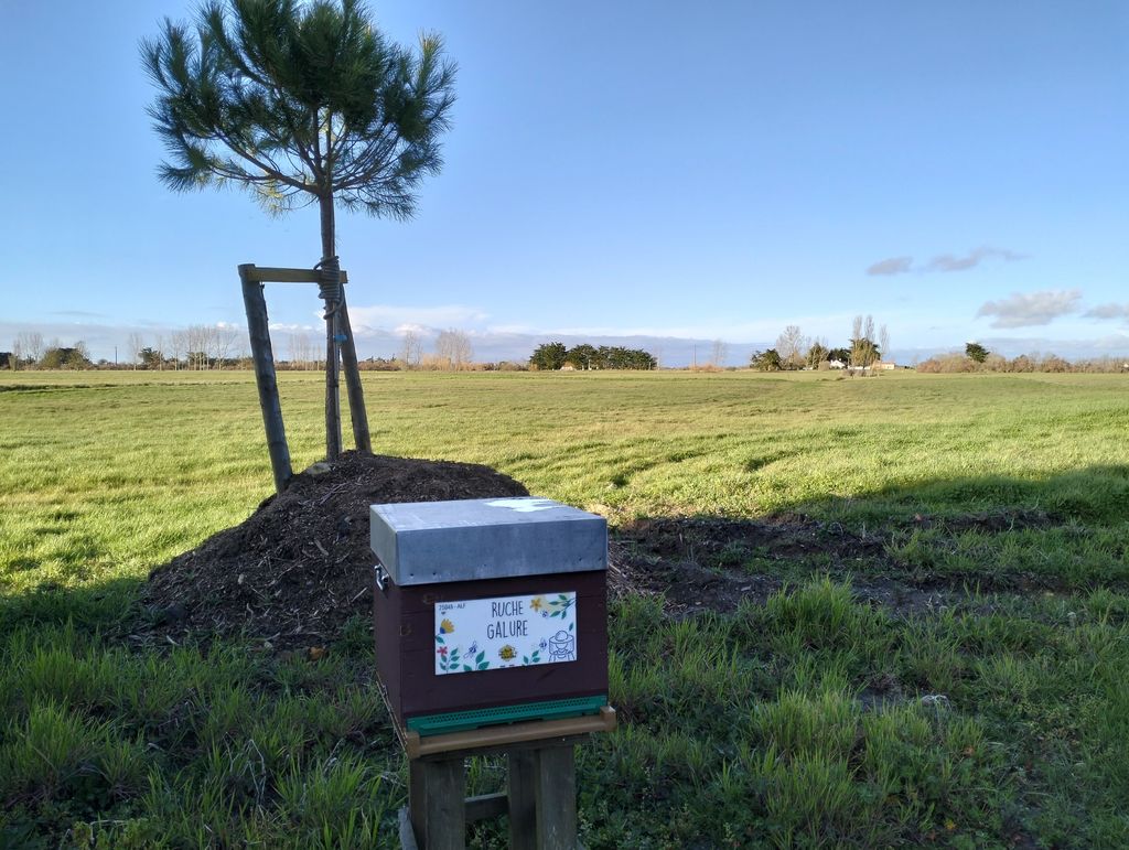 La ruche Galure