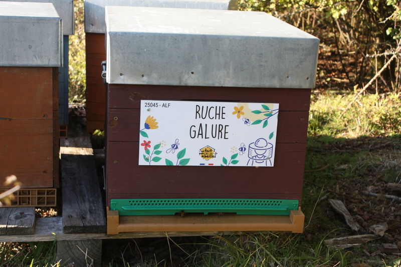 La ruche Galure