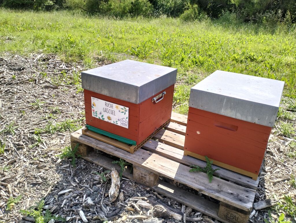 La ruche Gascuel