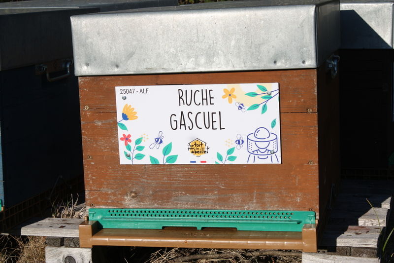 La ruche Gascuel