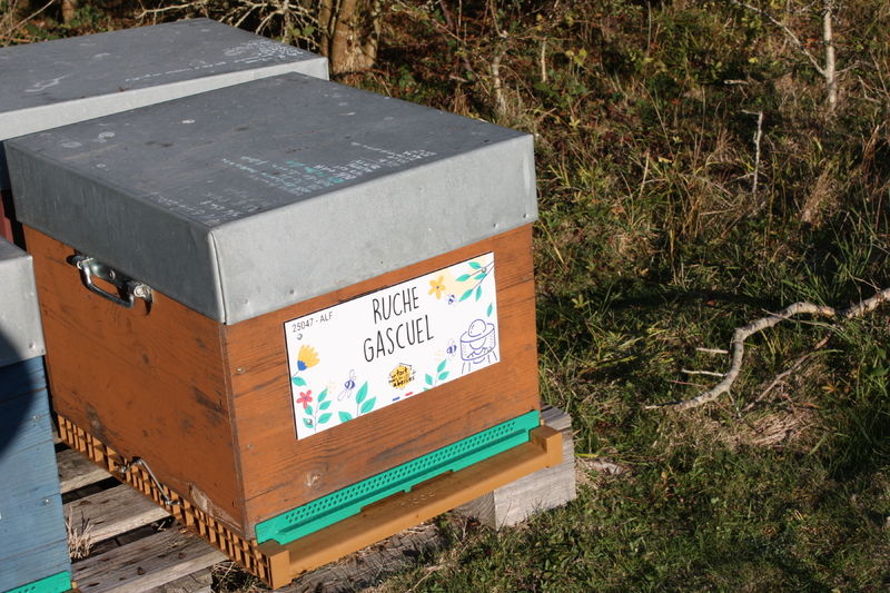 La ruche Gascuel