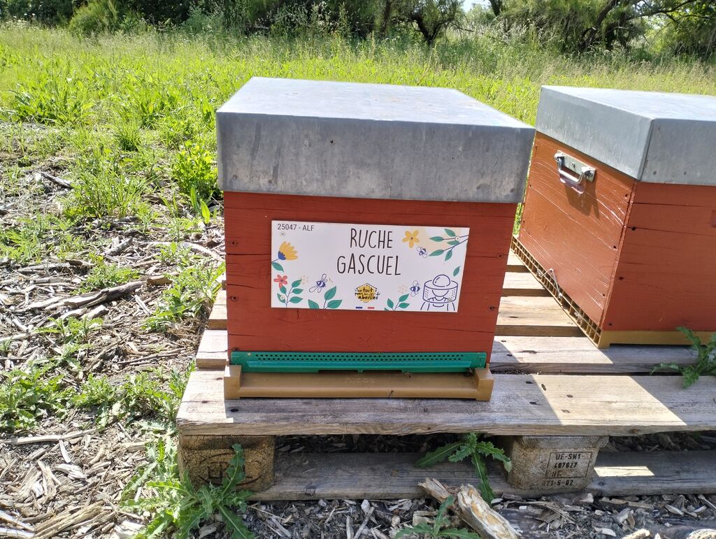 La ruche Gascuel