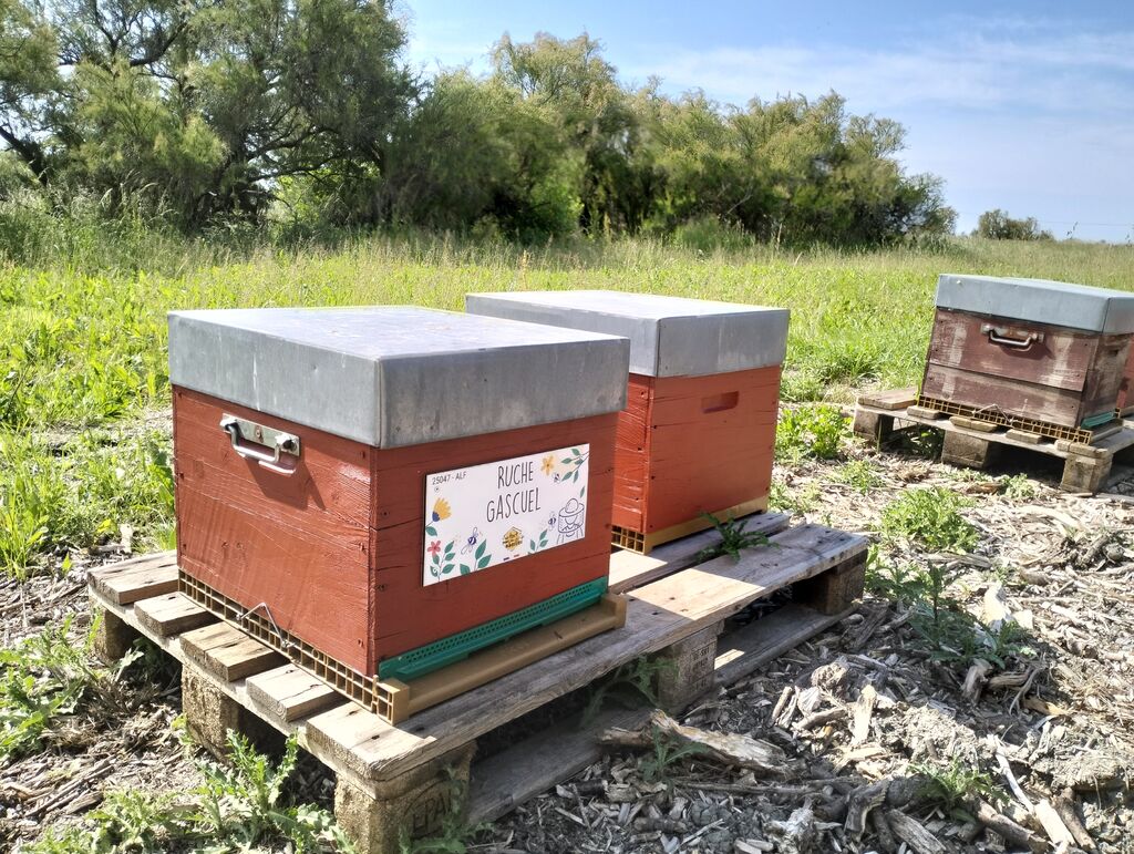 La ruche Gascuel