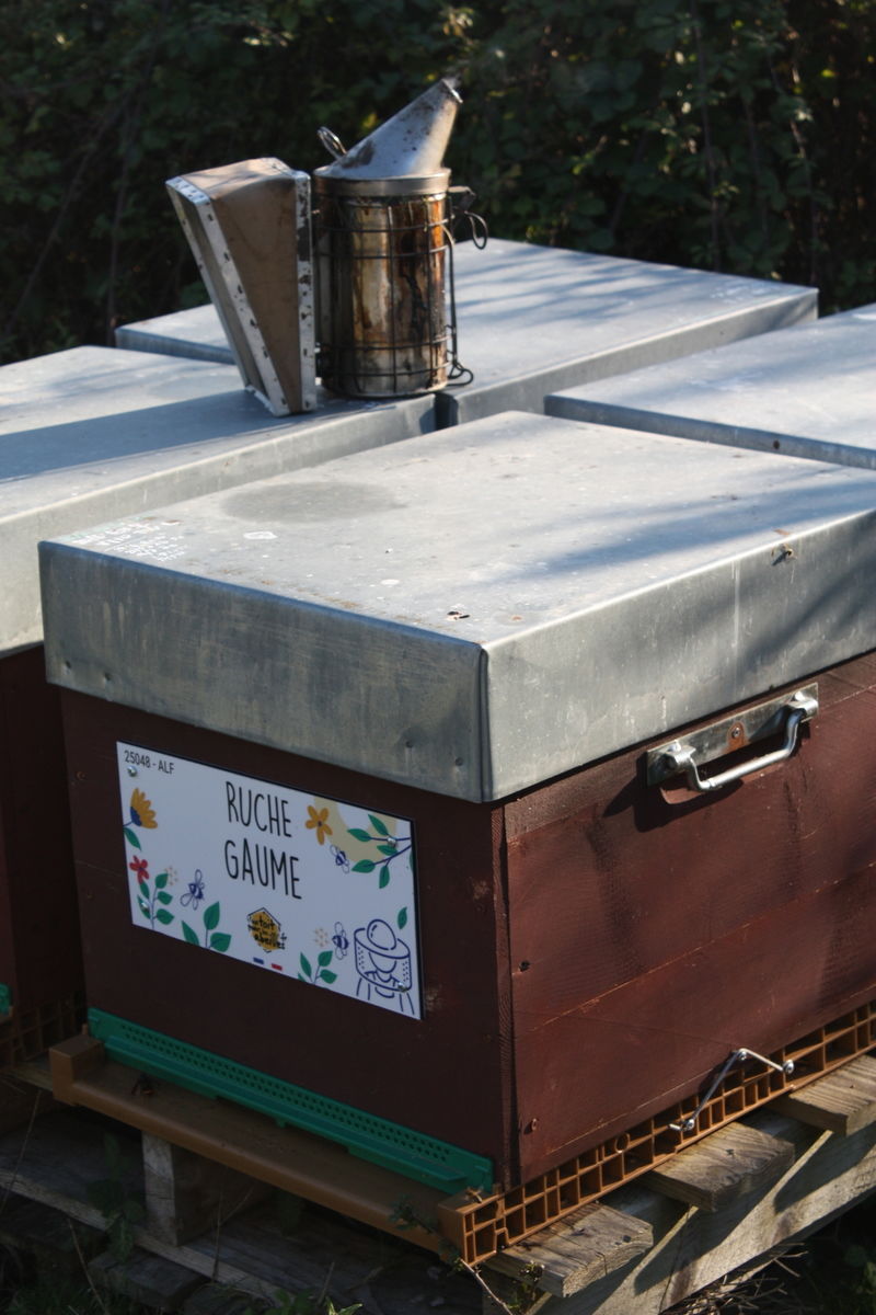 La ruche Gaume