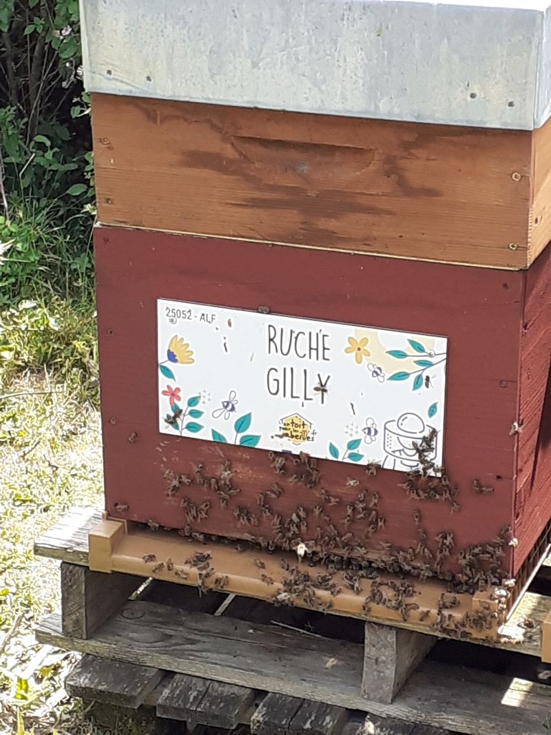 La ruche Gilly