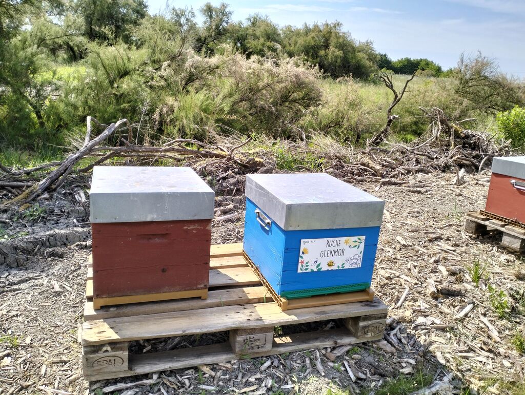 La ruche Glenmor