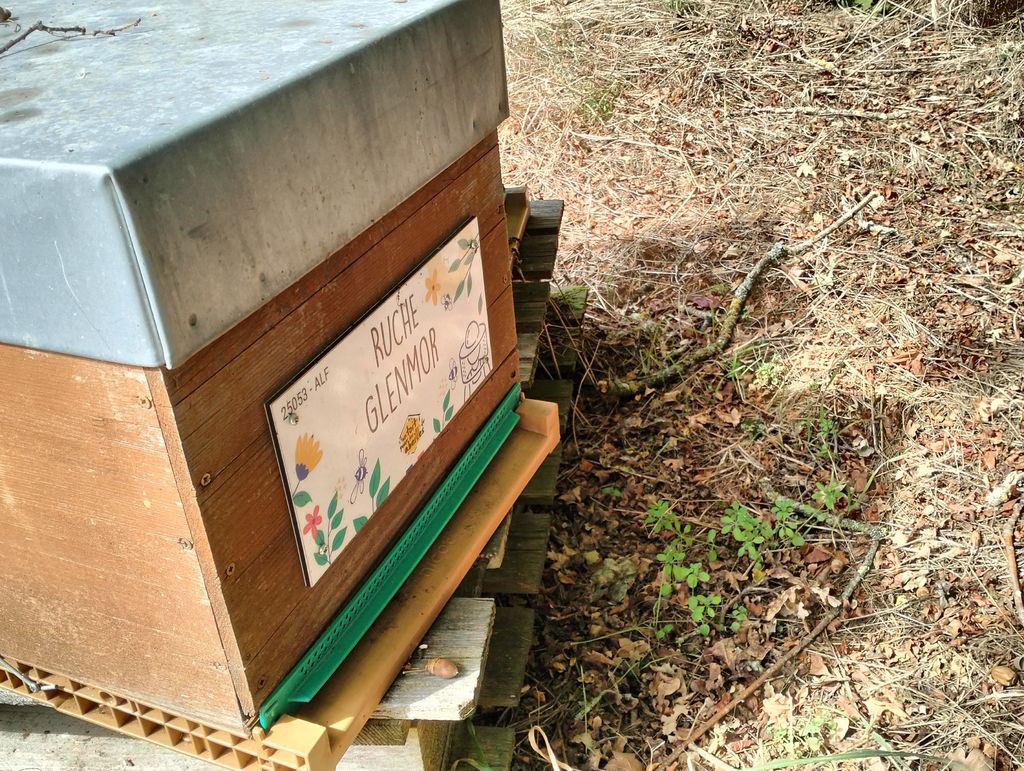 La ruche Glenmor