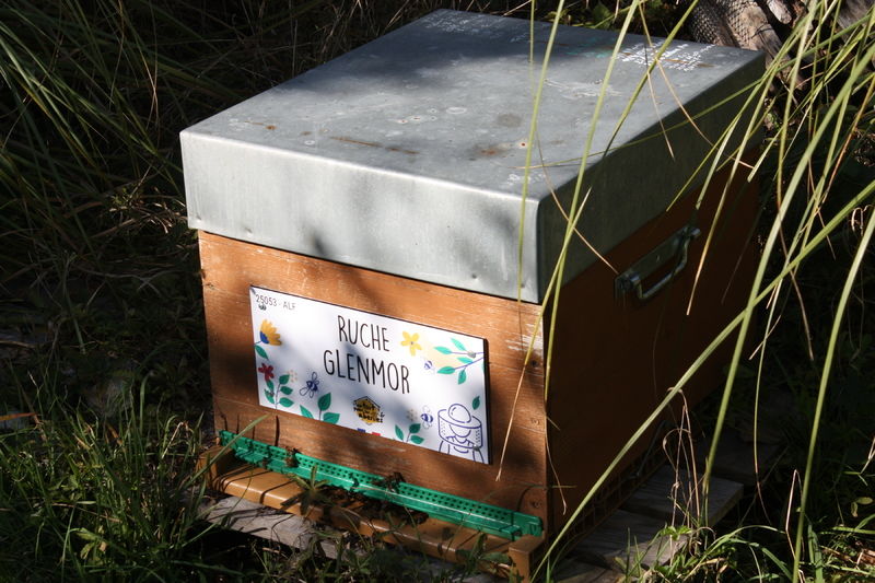 La ruche Glenmor