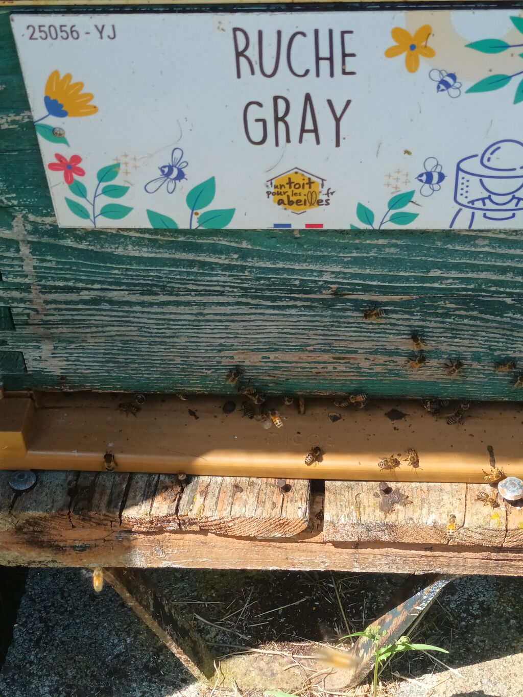La ruche Gray