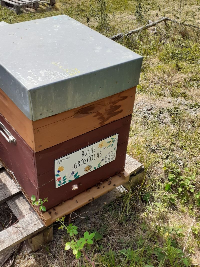 La ruche Groscolas