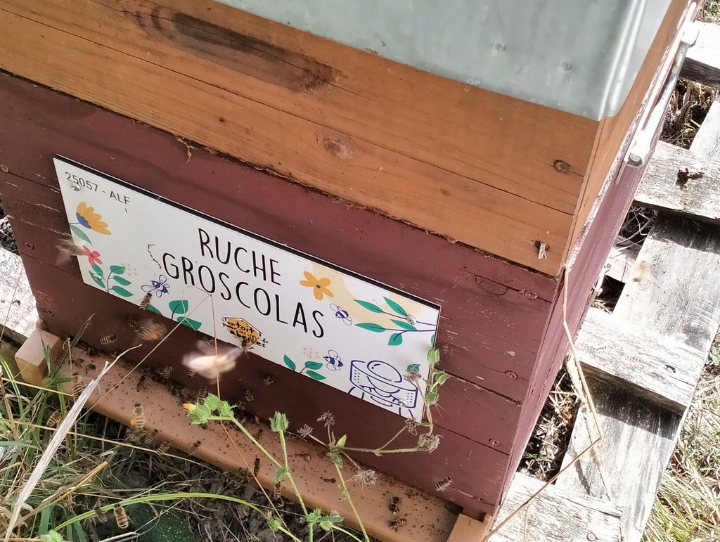 La ruche Groscolas