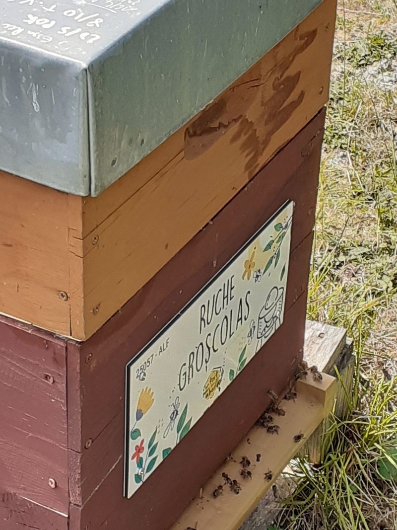 La ruche Groscolas