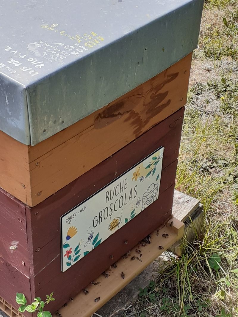 La ruche Groscolas