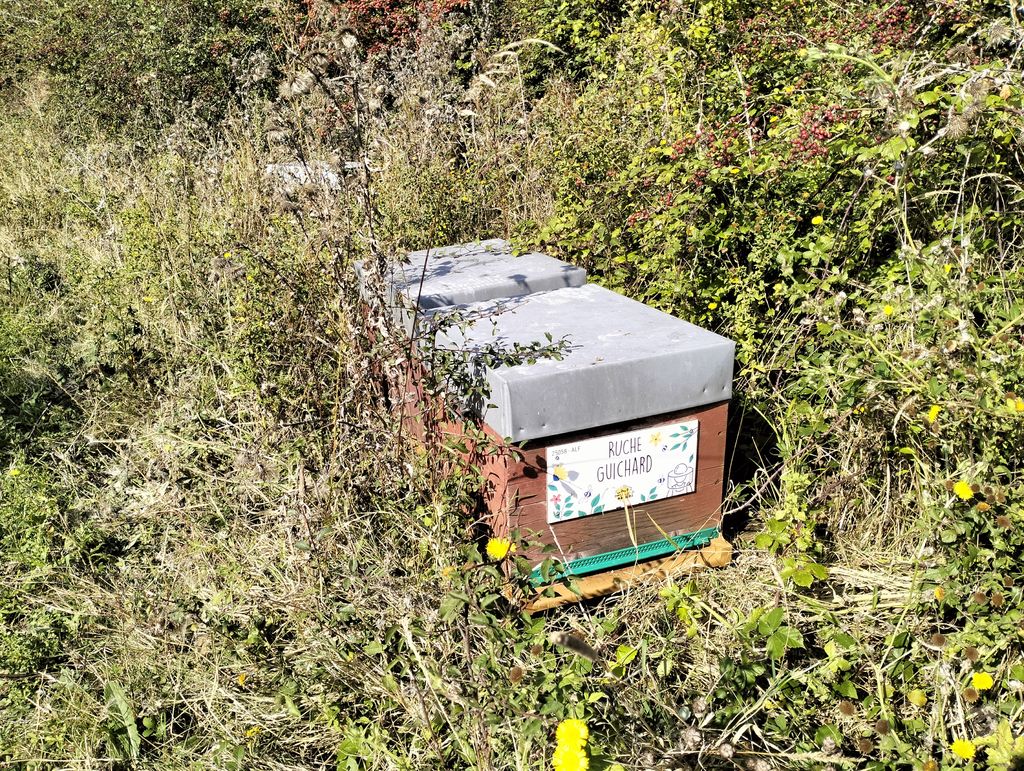 La ruche Guichard
