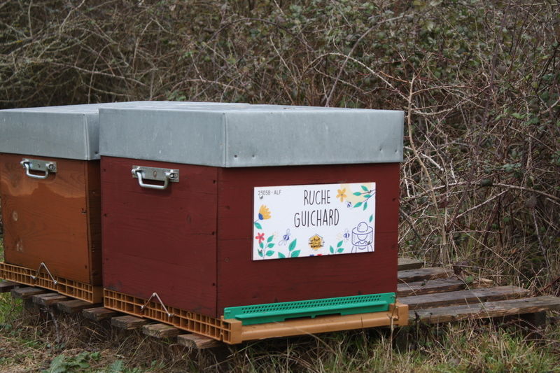 La ruche Guichard