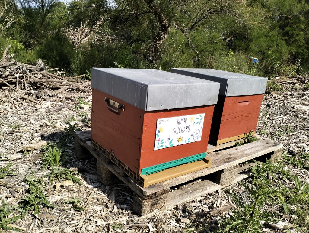 La ruche Guichard