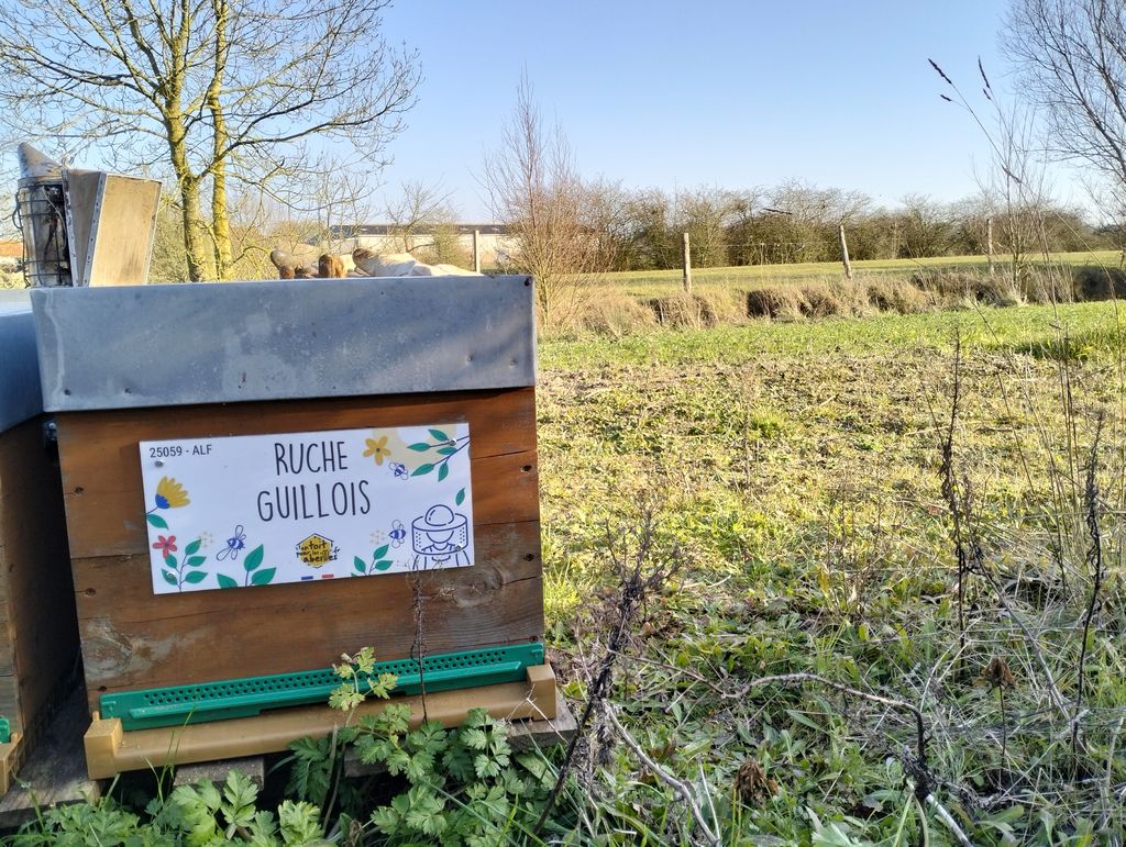 La ruche Guillois