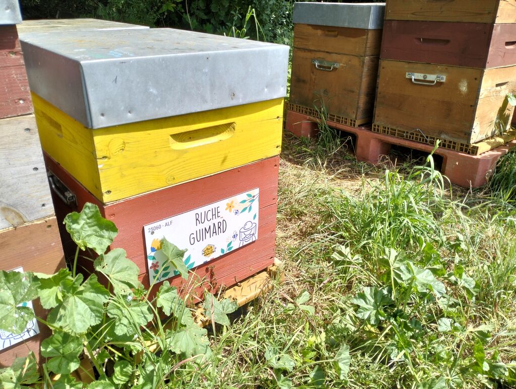 La ruche Guimard