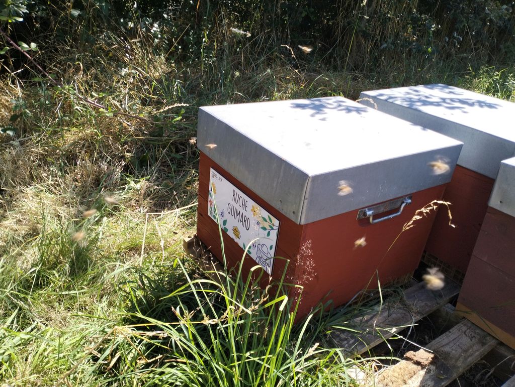 La ruche Guimard