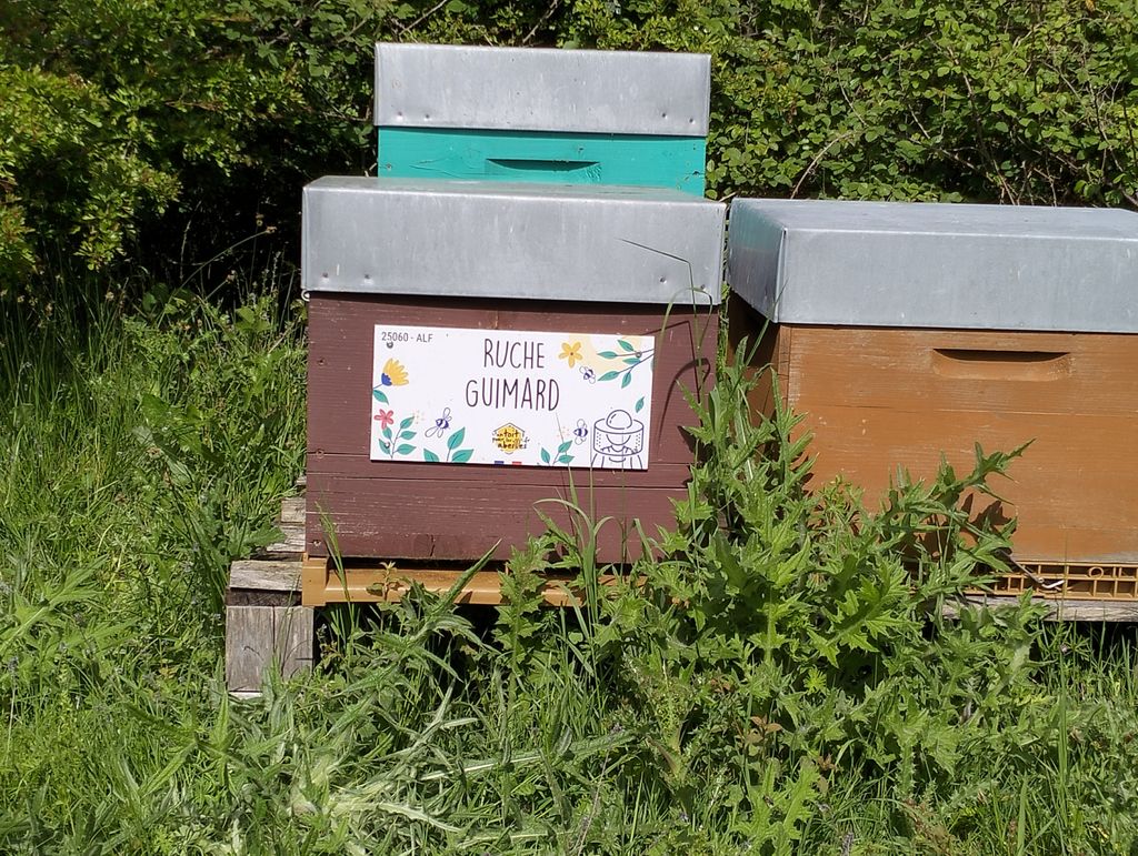 La ruche Guimard