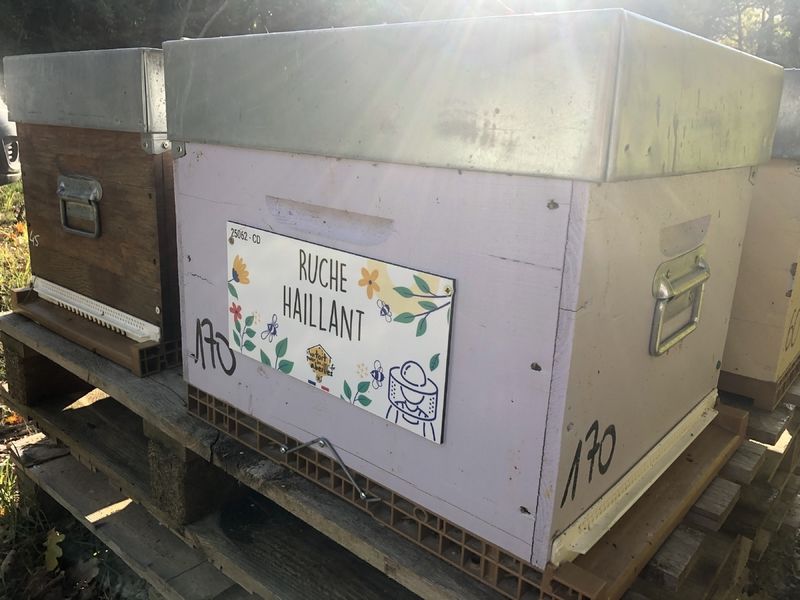 La ruche Haillant
